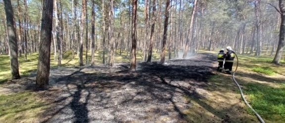 Pożar lasu. Nadleśnictwo Elbląg apeluje do mieszkańców