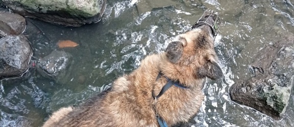 Pies nie mógł wyjść z rzeki. Pomogli policjanci