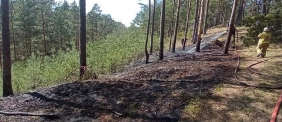 Pożary lasów na Mierzei Wiślanej
