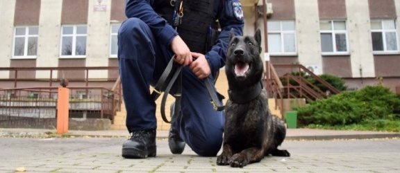 Rika - nowy pies elbląskich policjantów