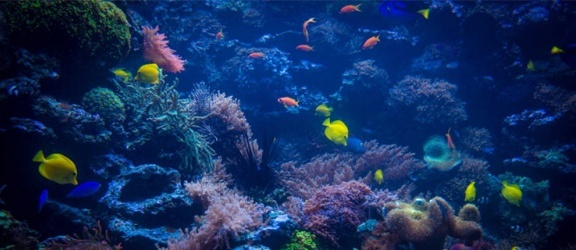 Akwarium morskie – rafa koralowa w Twoim domu