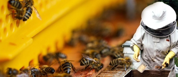 Tajemnice pszczelej pasieki