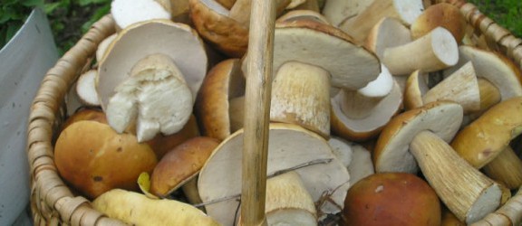 Grzybobranie z leśnikami - zebrali ponad 100 kg grzybów